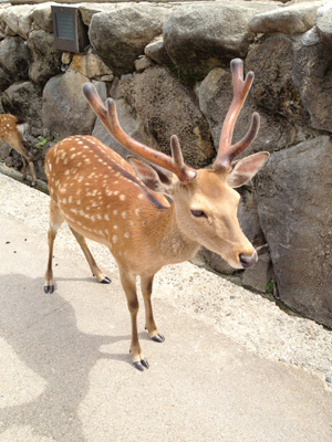 奈良といえば鹿
