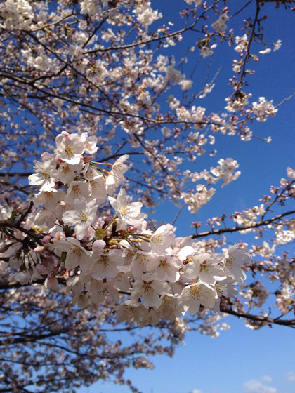 2014年高知の桜満開